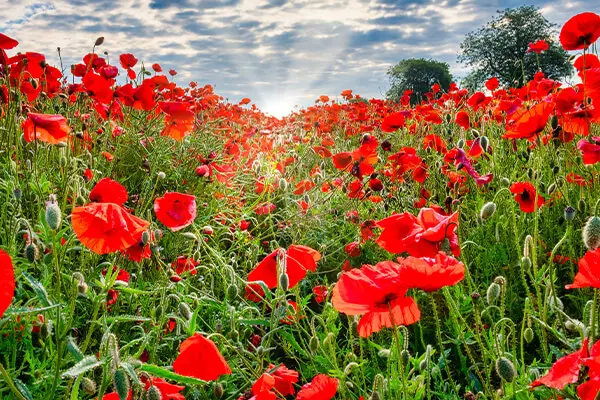 Image of Ripley Home Removals: The Go-To Removals Guys!