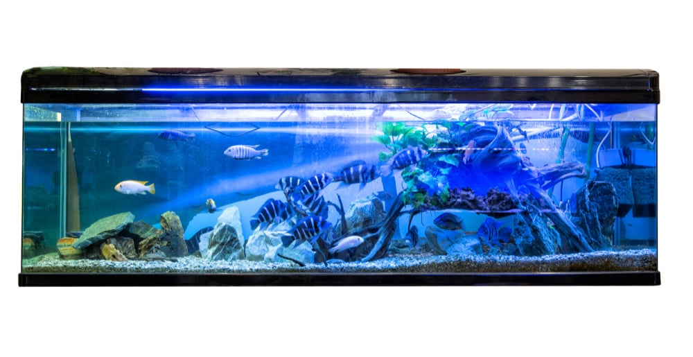 Aquarium store scarborough discount